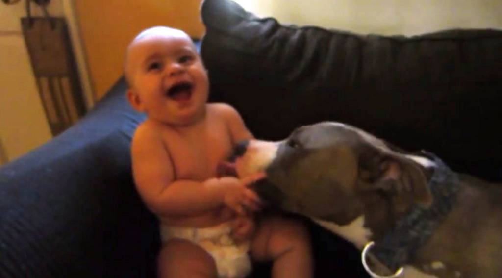 Vídeo: pit bull ataca bebê… com lambidas