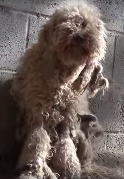 Poodle resgatado das ruas com pelos emaranhados e sujos passa por transformação radical