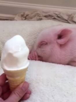 Mini porco acorda de sono profundo para tomar sorvete pela primeira vez. Veja vídeo