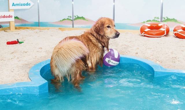 Parque de diversões para cães chega a shopping da Zona Leste