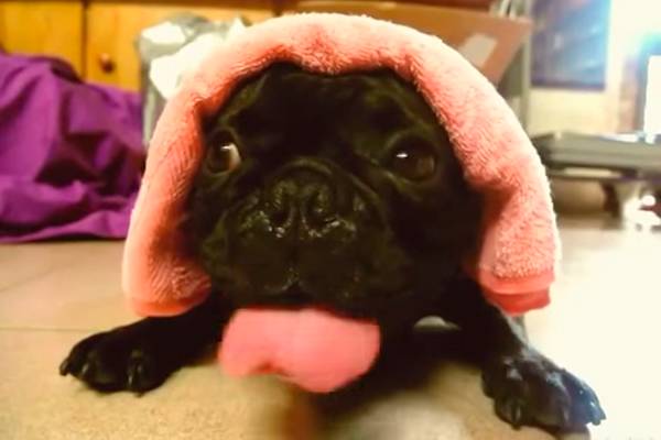 Cachorrinho faz sons bizarros com a boca em vídeo viral divertidíssimo (e assustador); assista