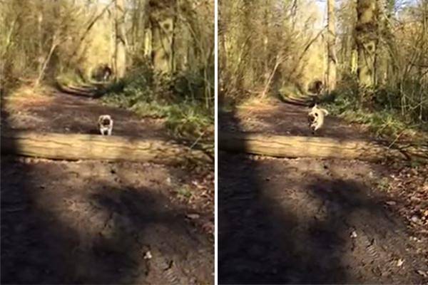 Pug tenta dar o grande salto da sua vida, mas… Assista ao vídeo