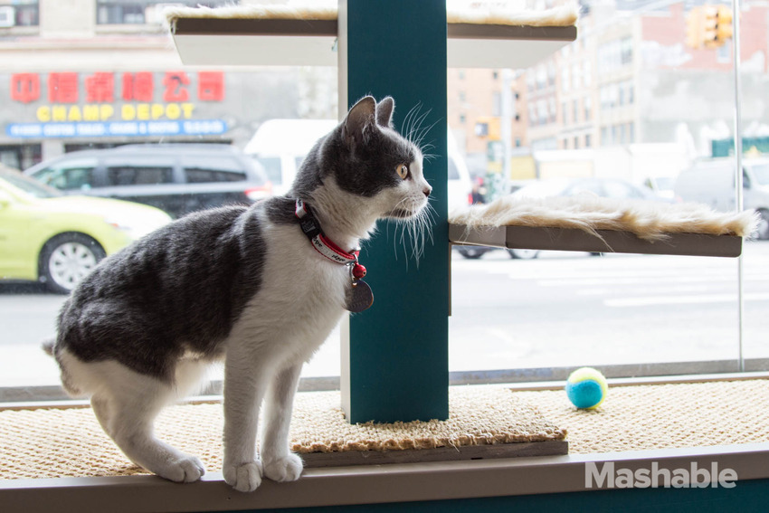 purina_cat_cafe-18