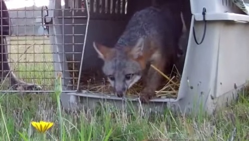 Prepare o lencinho! Vídeo mostra o momento em que animais que viviam presos se sentem em liberdade pela primeira vez