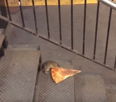 Vídeo de rato carregando pedaço de pizza no metrô viraliza na internet. Assista