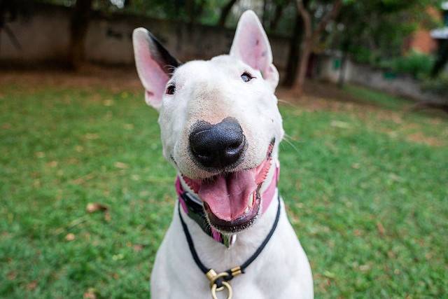 Cadela arteira da raça bull terrier faz sucesso no Facebook com a página Dias de Ricota