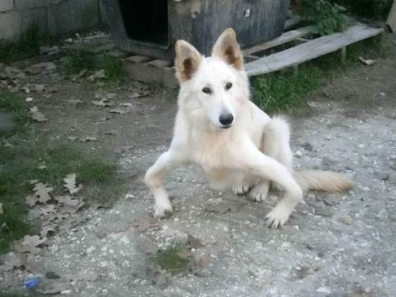 Conheça Sandy, um cão de pernas curvadas que ganhou uma nova chance para andar normalmente