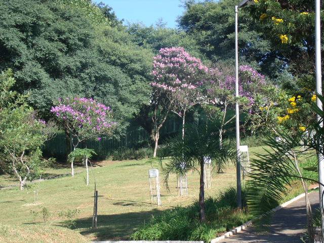 Parque Santa Amélia: opção de lazer no Jardim das Oliveiras Parque Santa Amélia: opção de lazer no Jardim das Oliveiras
