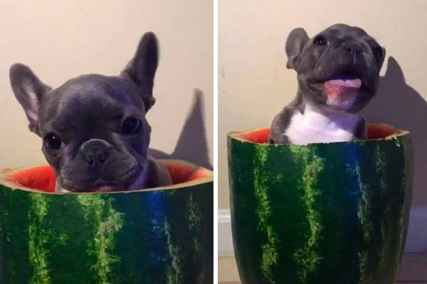 Buldogue francês come melancia e conquista a internet em vídeo adorável publicado no Instagram