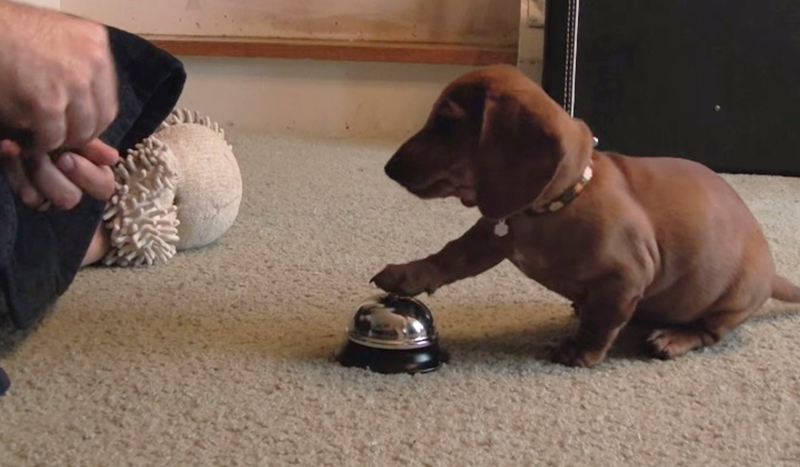 Dono ensina um filhotinho de apenas 10 semanas a tocar um sino para pedir petisco