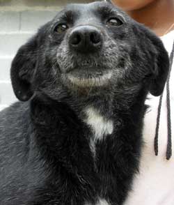 Quer me adotar? – Simone