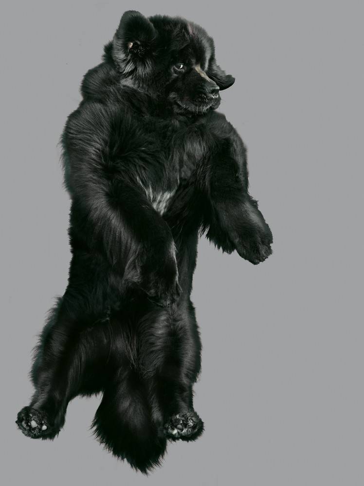 Fotógrafa faz série de cliques divertidos de cachorros voando