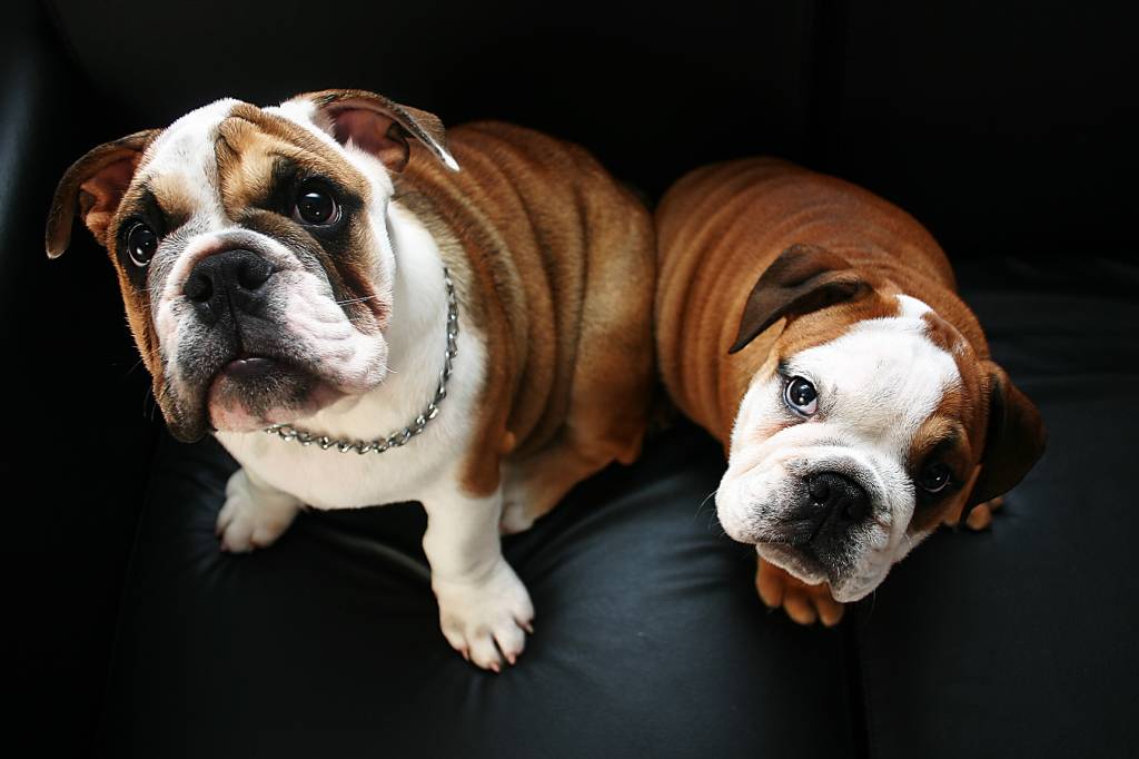 TV ligada distrai o cachorro sozinho em casa?