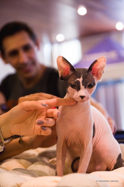 sphynx-o-gato-sem-pelo