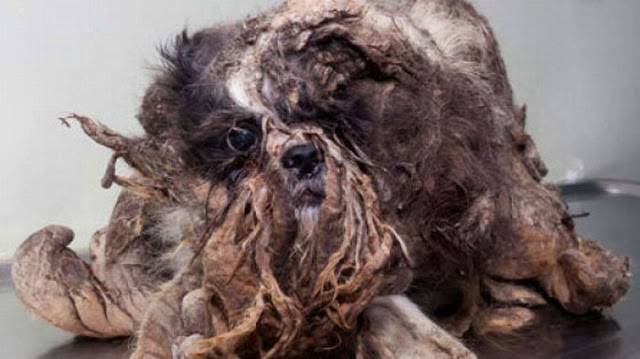 Cachorro de pelos emaranhados encontrado na rua passa por transformação impressionante