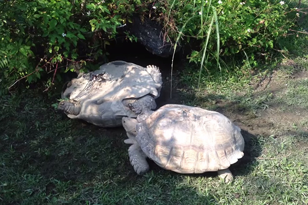 Tartaruga que estava de cabeça para baixo é salva por sua amiga e vídeo faz sucesso na internet