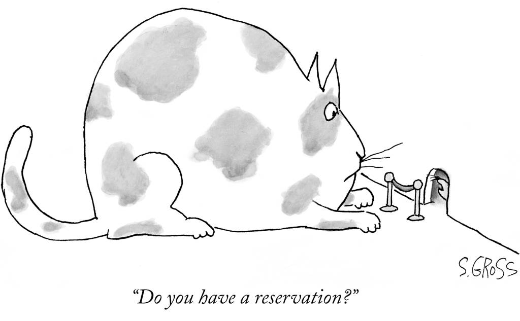 Gato versus rato