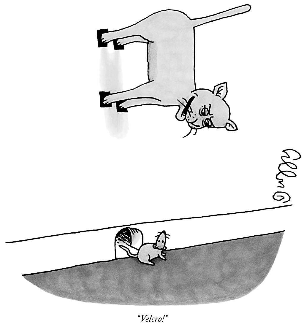 Gato esperto