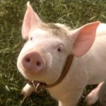 the-pigs-who-played-babe