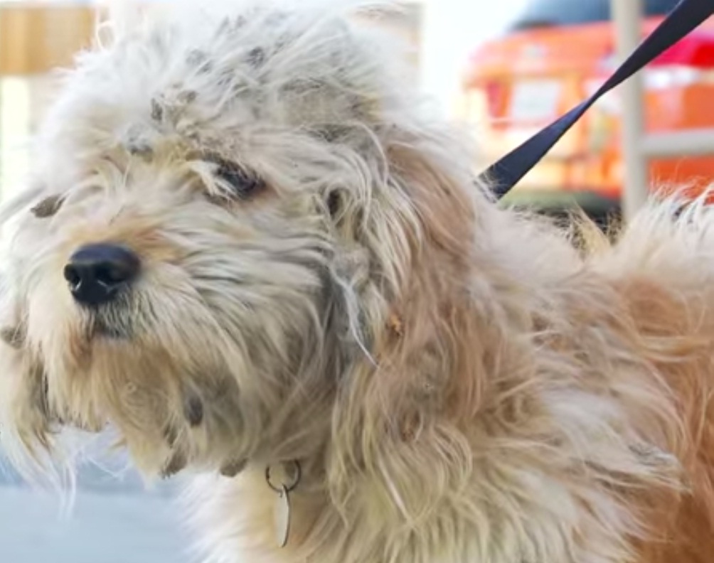 Três transformações de cachorros com pelos sujos e cheios de nós que viviam na rua. De cair o queixo!