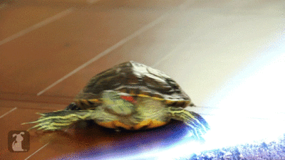 Tartarugas quase ninjas