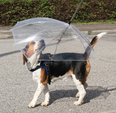 Sem toró no totó: guarda-chuva e capa para cães