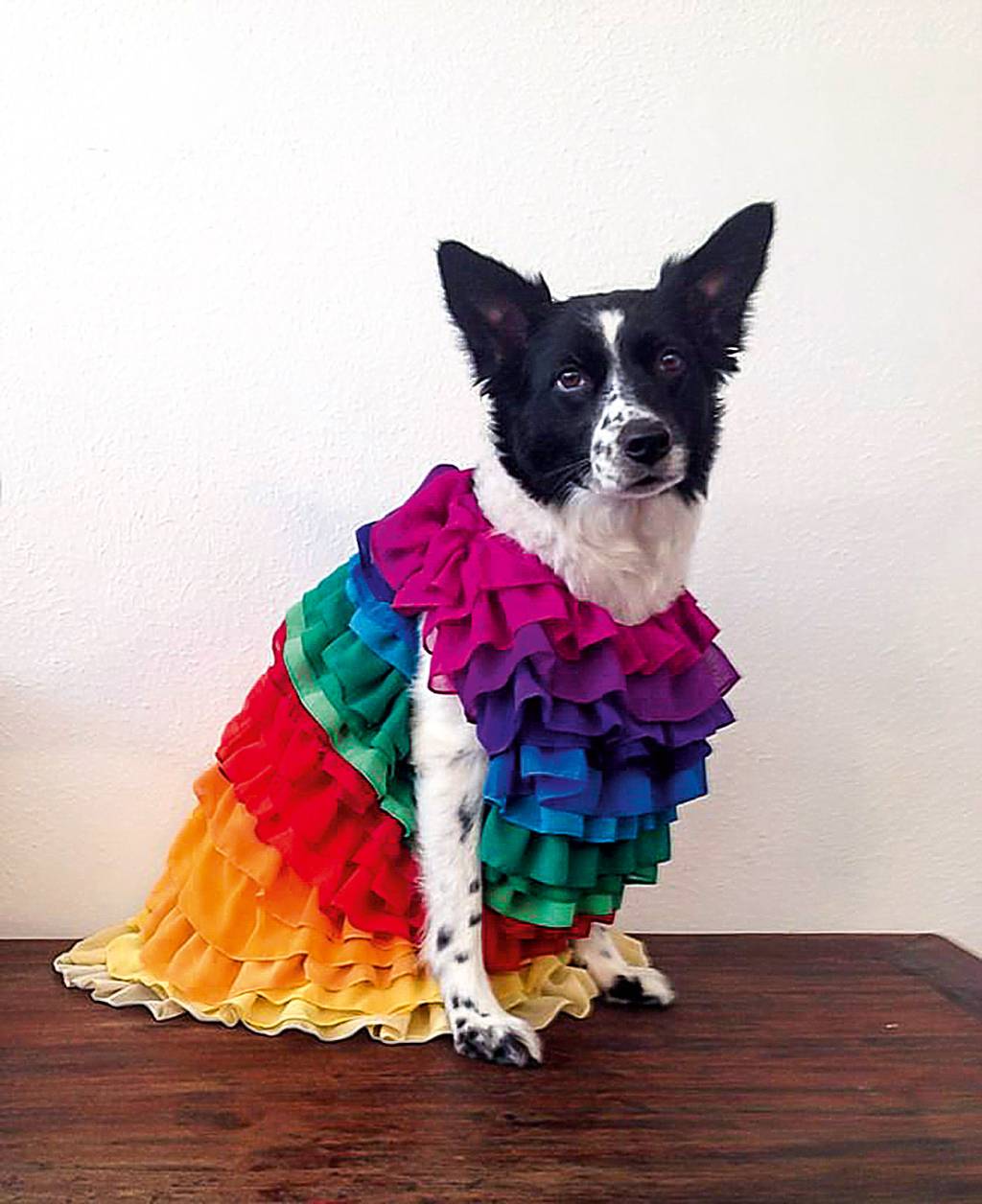 Cadela fashion: Mazé, a border collie do estilista Walério Araújo