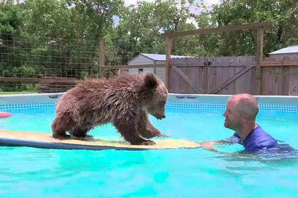 Filhote de urso, Brutus adora surfar na piscina do reservatório onde mora