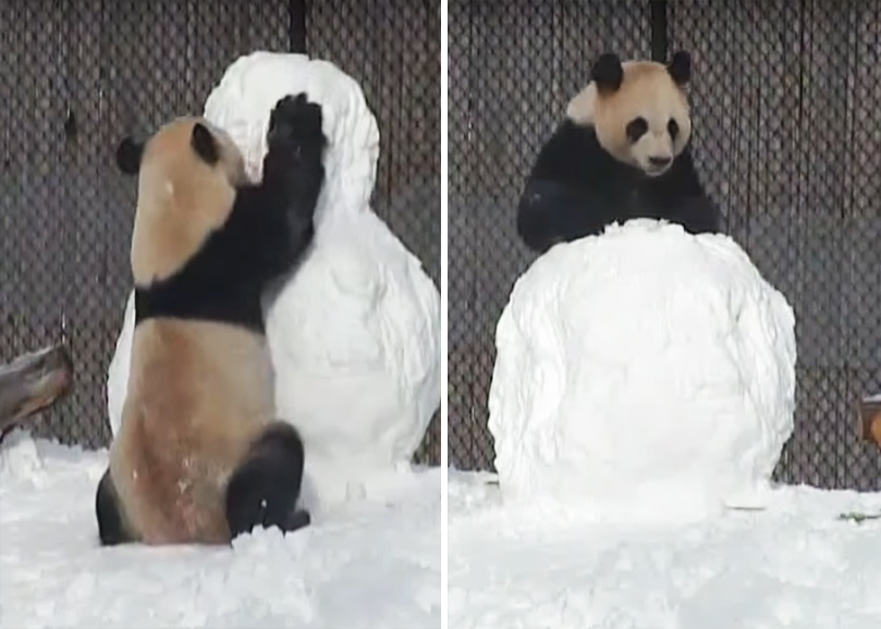 Panda destrói boneco de neve em vídeo que faz sucesso na web