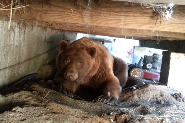 Urso é expulso por homens e se vinga da maneira mais nojenta