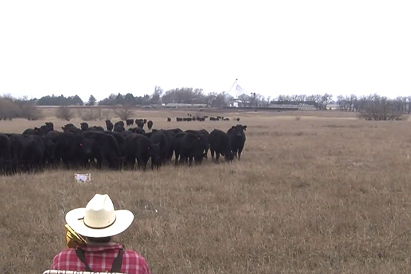 Fazendeiro toca músicas de Natal com trombone e vacas se reúnem para assistir a apresentação