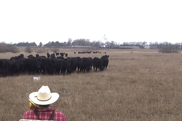 Fazendeiro toca músicas de Natal com trombone e vacas se reúnem para assistir a apresentação