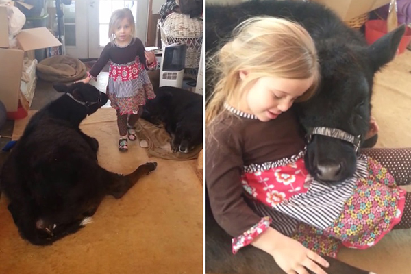 Após deixar sua vaquinha de estimação entrar em casa, garotinha a abraça no vídeo mais fofo do dia