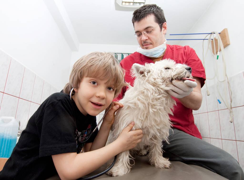 Clínicas veterinárias 24 horas em São Paulo: endereços e preços