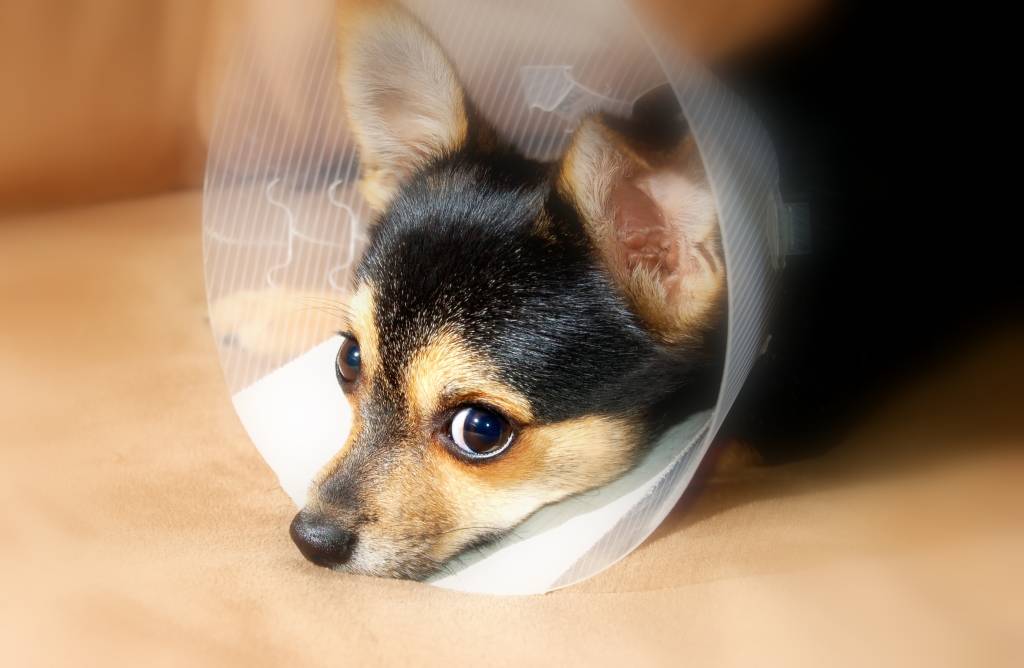Preços das consultas em principais clínicas veterinárias de São Paulo