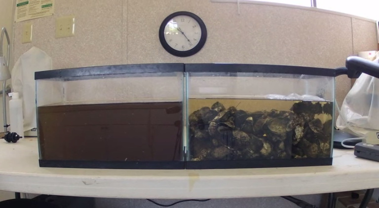 Este vídeo de ostras limpando uma água poluída em apenas uma hora vai te surpreender