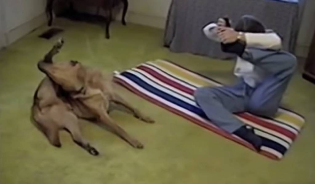 Vídeo: esse cachorro é muito melhor que sua dona na ioga