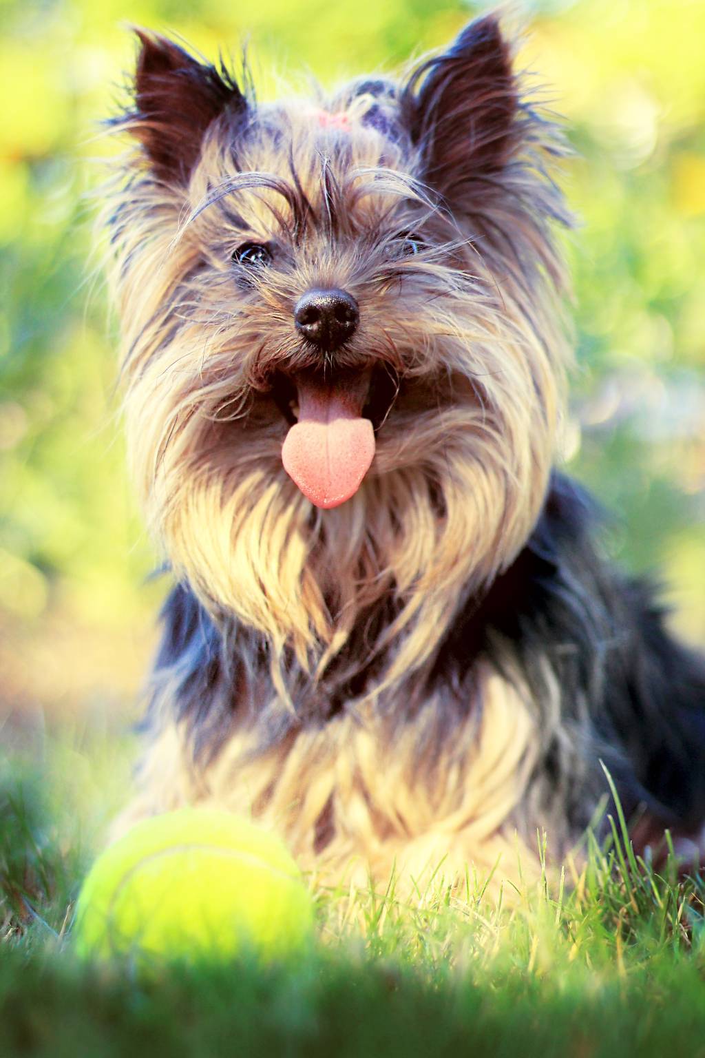 Encontro de cães peludos: shih tzus, yorkshires e malteses