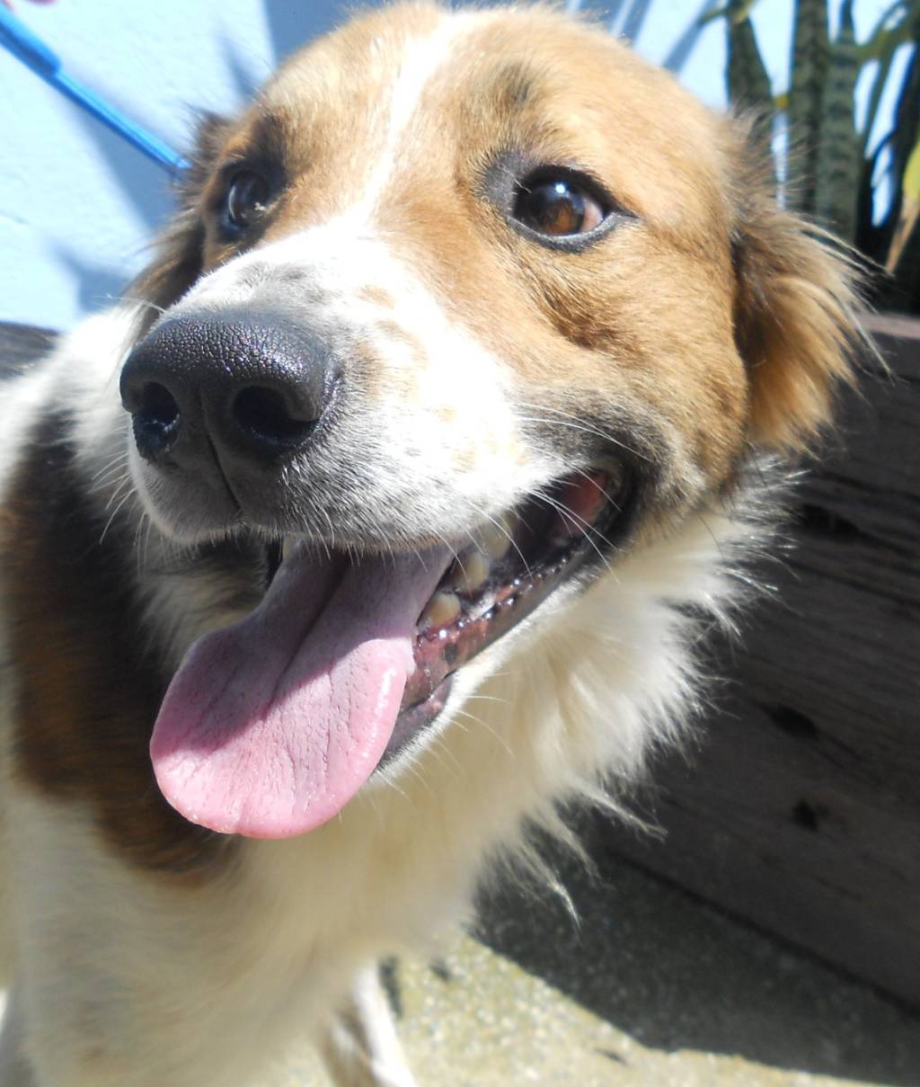 Feiras de adoção de vira-latas rolam no Parque Villa-Lobos e no MorumbiShopping neste final de semana