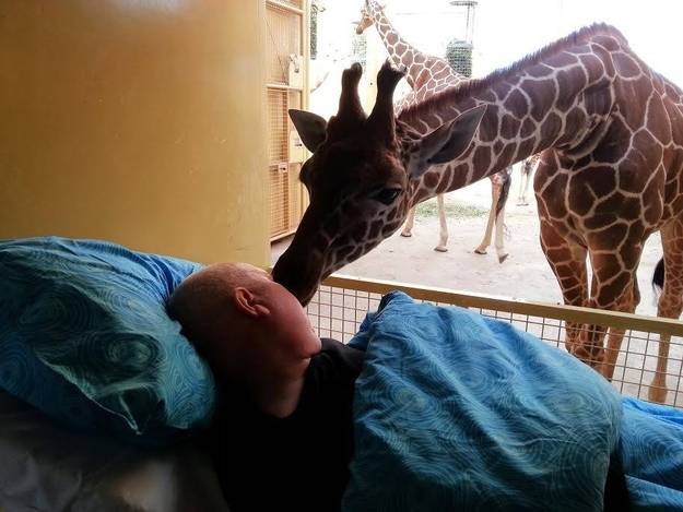 Girafa dá beijo-lambida em funcionário de zoológico com câncer terminal