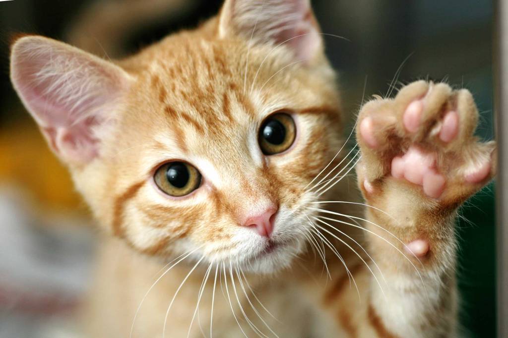 Dez coisas que os gatos querem dizer com seus gestos