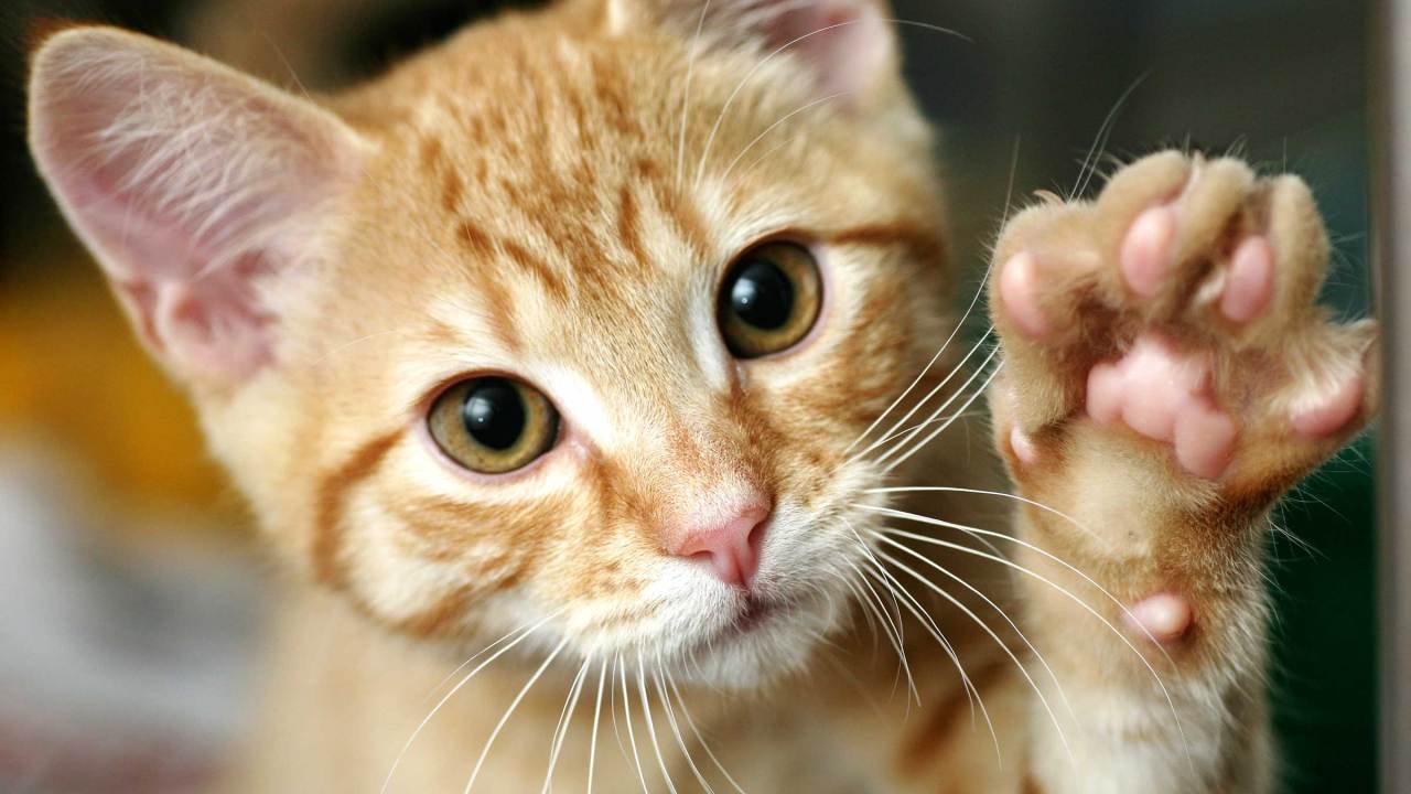 gato