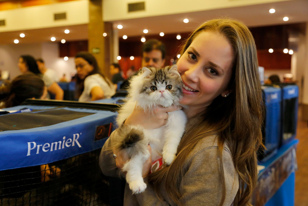 clube-brasileiro-de-gatos.jpeg clube brasileiro de gatos