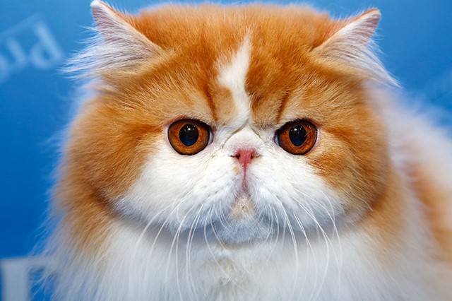 Avenida Paulista terá mostra com 300 gatos de raça e vira-latas