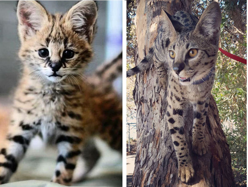 Conheça o gato gigante que virou mania nos Estados Unidos