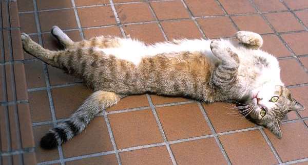 gato gato