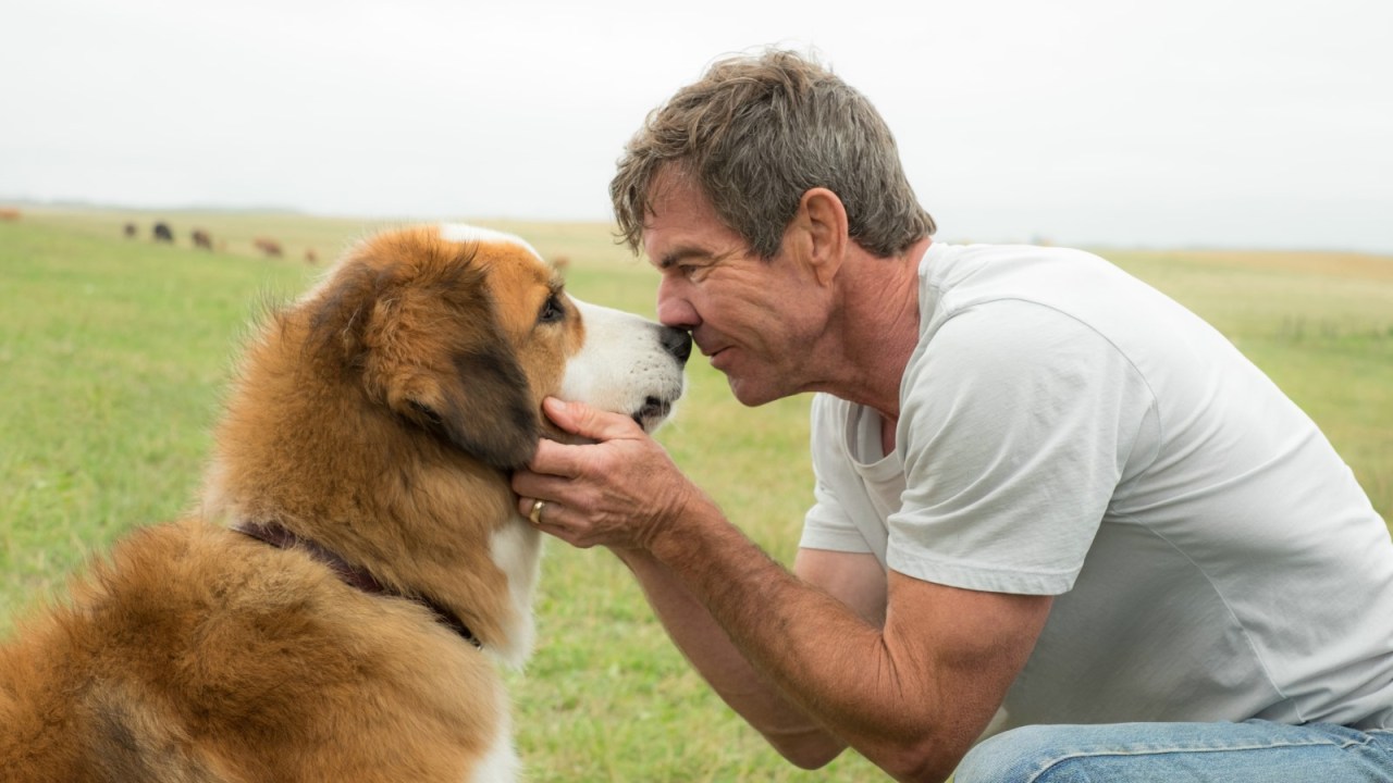 quatro-vidas-de-um-cachorro