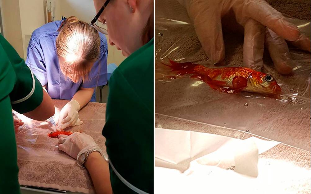 Família gasta 780 reais para operar peixe dourado com câncer