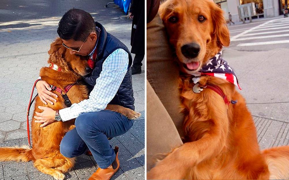 Este golden retriever gosta de abraçar desconhecidos em NY