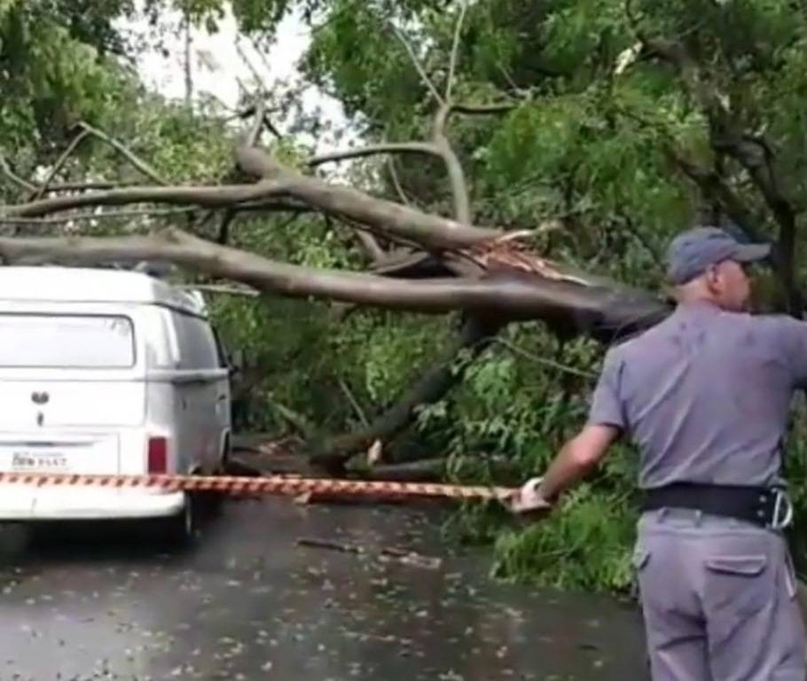São Paulo registra 26 quedas de árvores por dia